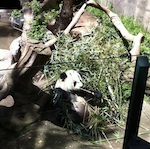 reuzenpanda's San Diego Zoo